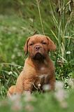 DOGUE DE BORDEAUX 256